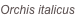 shapeimage_2_link_0
