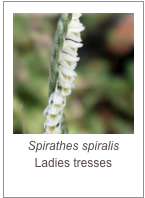 ￼Spirathes spiralis
Ladies tresses