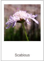 Sccabiosa atropurpurea
Scabious