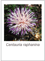 ￼Centauria raphanina