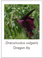 ￼Dracunculus vulgaris Dragon lily