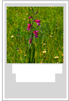 Gladiolus italicus
Field gladiolus