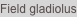 shapeimage_1_link_1
