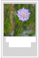 Knautia integrifolia
Field scabious