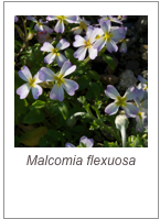 ￼Malcomia flexuosa