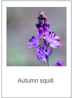 Prospero autumnalis
Autumn squill.