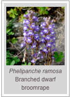 ￼Phelipanche ramosa
Branched dwarf broomrape