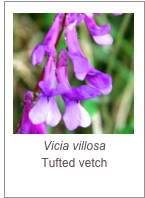 ￼Vicia villosa
Tufted vetch