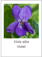 ￼Viola alba
Violet
