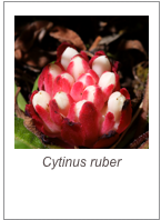 ￼Cytinus ruber
