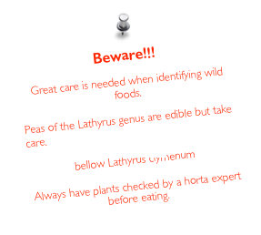 Beware!!!
Great care is needed when identifying wild foods.
Peas of the Lathyrus genus are edible but take care.
see Lathyrism
bellow Lathyrus clymenum
Always have plants checked by a horta expert before eating.