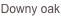 shapeimage_2_link_1