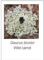 ￼Daucus bicolor
Wild carrot