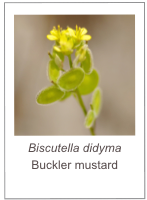 ￼Biscutella didyma
Buckler mustard