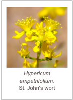 ￼Hypericum empetrifolium.
St. John's wort