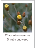 ￼Phagnalon rupestris
Shruby cudweed