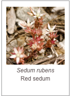 ￼Sedum rubens
Red sedum